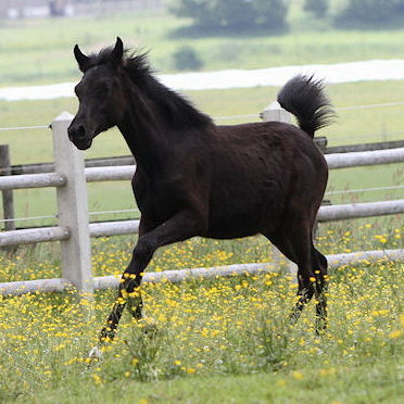 SOLD, 2013 Straight Egyptian black colt. He is a grandson of World Champion reserve SIMEON SADIK!