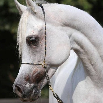 SOLD, 2006 Ridden Arabian stallion sired by World Champion stallion KHIDAR