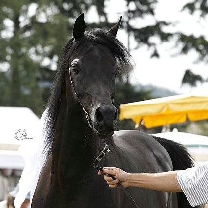 SOLD, 2009 Very stunning Straight Egyptian black Arabian stallion that has a license to breed and a second premium!