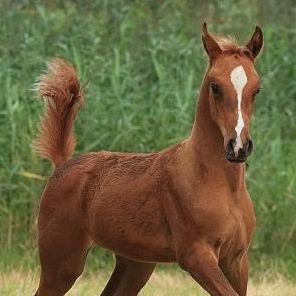 SOLD, 2014 Beautiful Arabian colt sired by Elite-stallion KAIS (PAKISTAN x PROBA by BALATON)