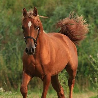 SOLD, 2013 Showy Arabian colt with beautiful long blond manes and very beautiful movements.
