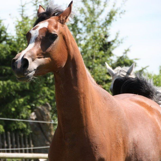 SOLD, Arabian filly that traces in the sireline to the stallion ALI JAMAAL!
