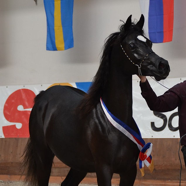 SOLD, Straight Egyptian black filly, that was a National Champion on show!