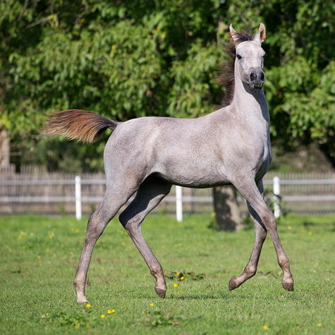 SOLD, 2014 Grey Straight Egyptian filly that traces in the sireline back to MAYSOUN