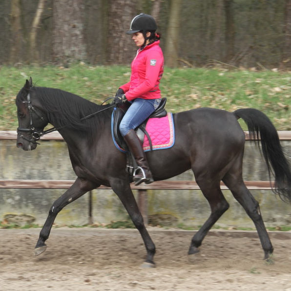 SOLD, 2002 Black Straight Egyptian mare; First of all we would like to bring her suitability as a family horse at your attention!