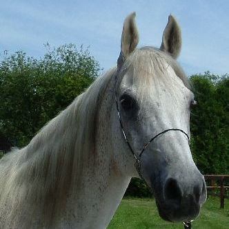 SOLD, El Qahiro Algero (sire: ALEGRO) is a very gentle and loving Arabian, eager to learn, however needs an experienced rider that is up for the challenge.
