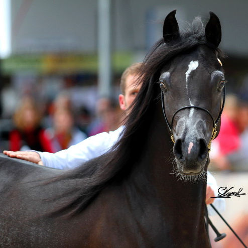 SOLD, 2012 Beautiful black Arabian colt with a good Straight Egyptian pedigree.