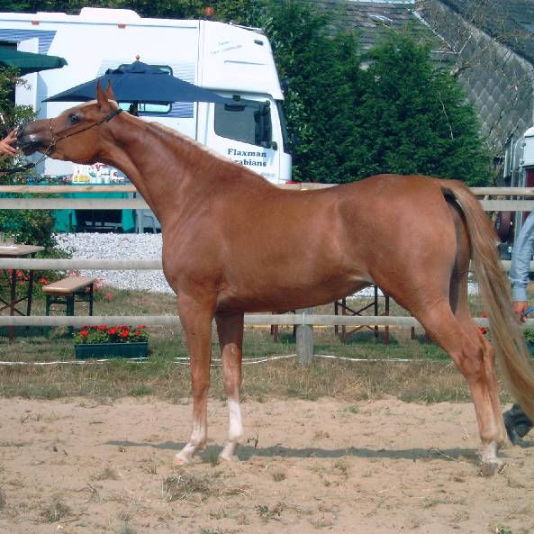 SOLD, 2001 Typey Straight Egyptian chestnut mare. Her sire is by the grey stallion EL MADAHN MAREEKH.
