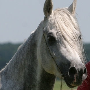 SOLD, 4-year old grey stallion full of type.