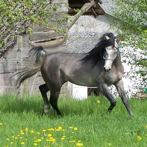SOLD, 2007 Beautiful very showy Arabian colt. Through his sire this colt goes back to the World Champion and Elite stallion KUBINEC.