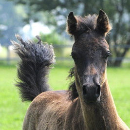 SOLD, 2015 Black Straight Egyptian colt without markings.