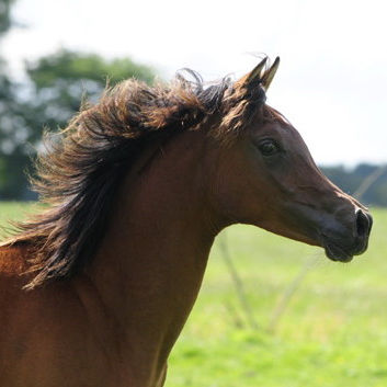 SOLD, 2013 Bay filly with a star and 4 dark hooves. She has Polish/Egyptian bloodlines.