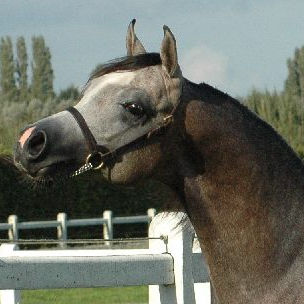 SOLD, Arabian yearling colt with TOP-pedigree full of promise. He is a grandson of LAHEEB