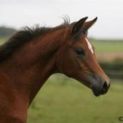 SOLD, 2007 Beautiful bay Arabian filly with a sweet disposition.