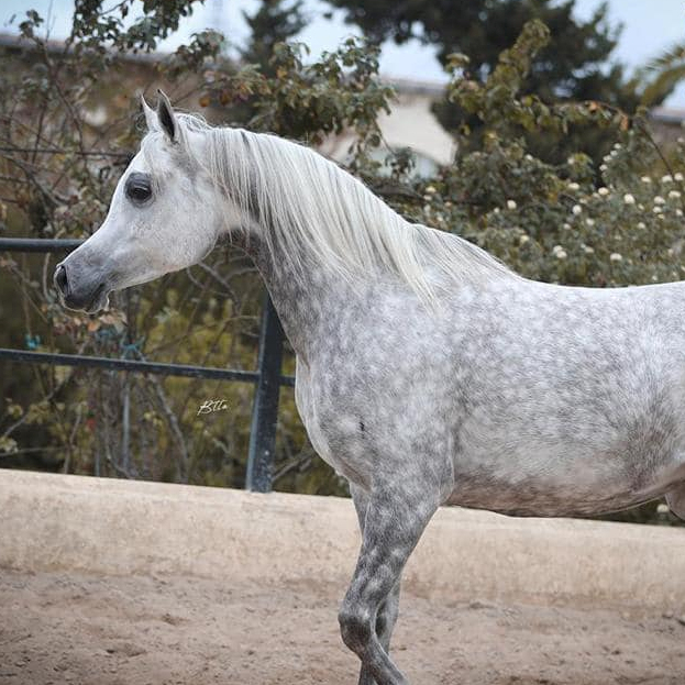 SOLD,
Amazing Arabian mare with a very beautiful type and wonderful movements.