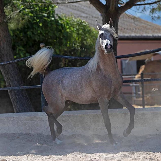 SOLD,
Arabian filly DAA INTROPIA. She is sired by the exotic stallion SHANGHAI EA by the Champion Maker WH JUSTICE!