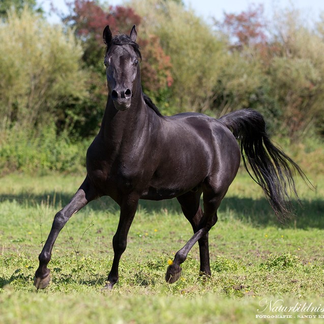 SOLD, Homozygous black Straight Egyptian stallion that has wonderful offspring.