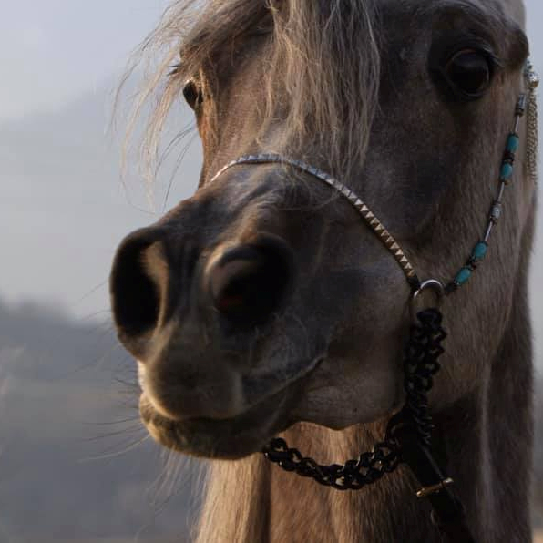 SOLD, Wonderful granddaughter of LAHEEB!