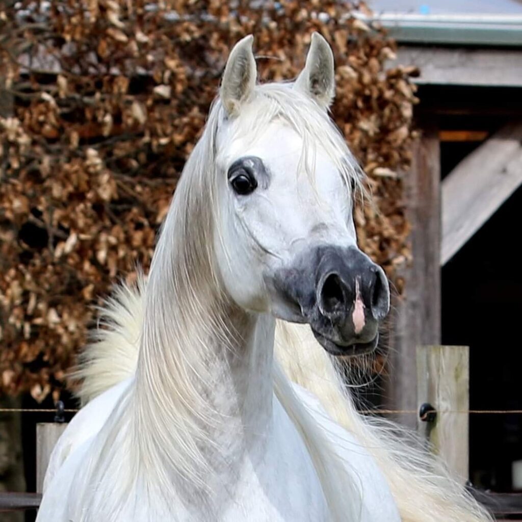 SOLD, ery beautiful Arabian mare by the exotic International Champion stallion