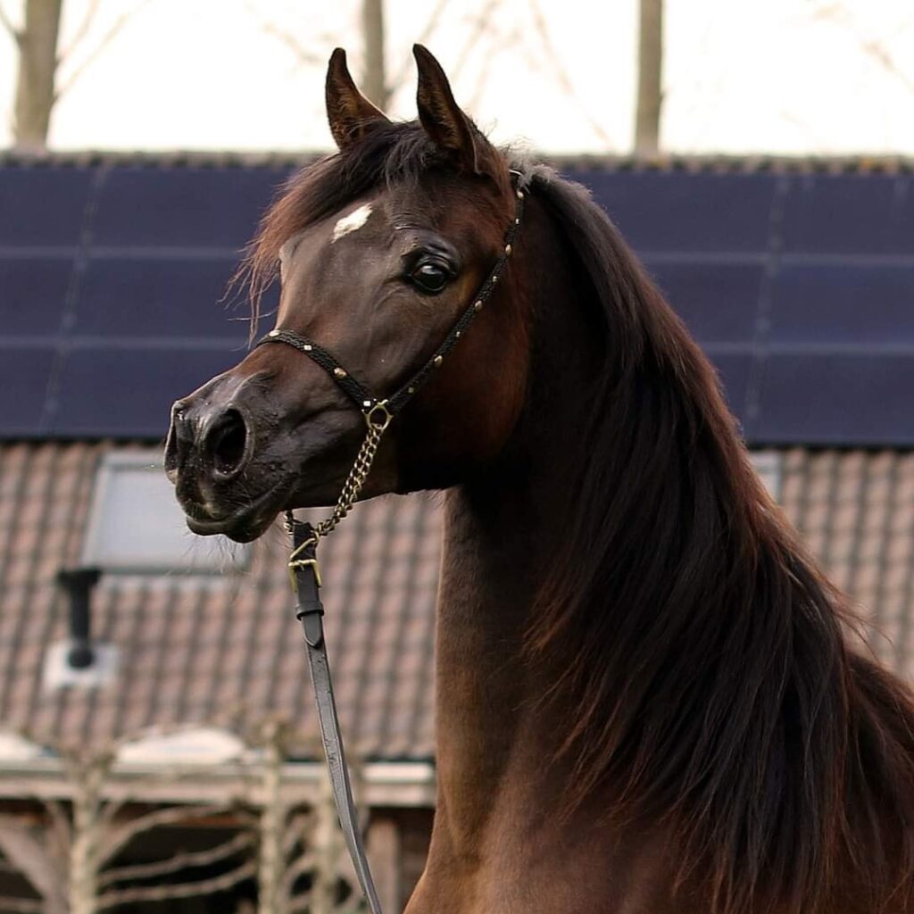 SOLD, An excellent opportunity to acquire a high quality mare with a very beautiful type and a very good pedigree