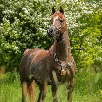 SOLD, Very beautiful daughter of the popular stallion ZEUS EA