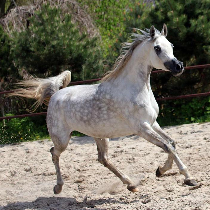 SOLD, 2018 Arabian mare. Her sire is a son of World Champion QR MARC and traces in the tail female line back to World Champion
