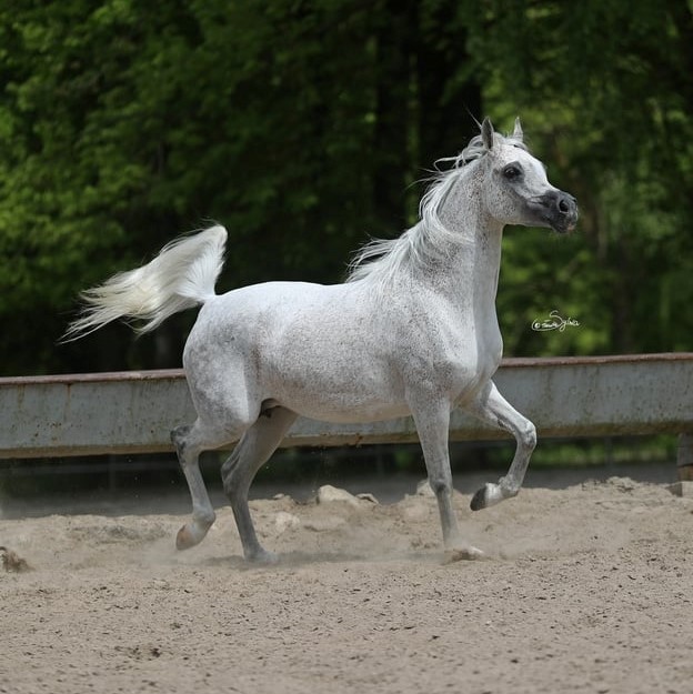 SOLD, ENDORFINA is a real Polish treasure, an elegant and very feminine mare that is bred by Janów Podlaski Stud.
