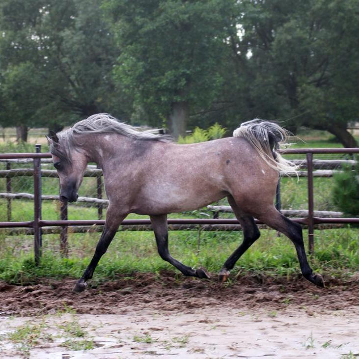 SOLD, Beautiful grey filly sired by ZEUS EA, a son of the exotic World Champion Reserve SHANGHAI EA! ZEUS EA