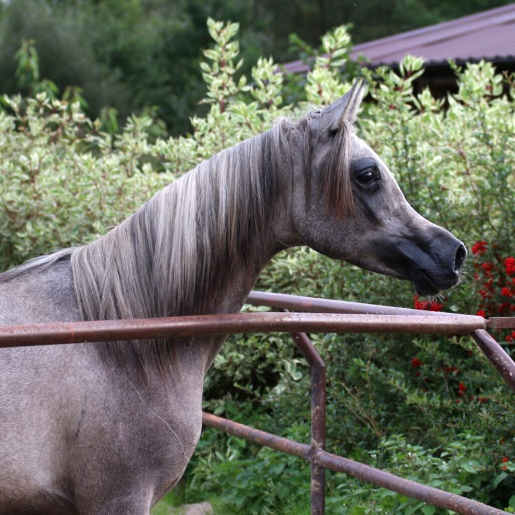 SOLD, With her pedigree she’s a royally bred Arabian filly by SHANGHAI EA and out of an EKSTERN daughter.