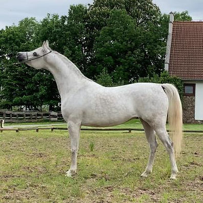 SOLD,
Showy Arabian mare by PSYCHE KERET who is by KHIDAR and out of the multi Champion mare PSYCHE VICTORIA!!