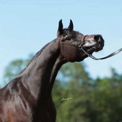 SOLD, Beautiful Arabian mare by the exotic black Multi-Champion stallion MAGIC MAGNIFIQUE