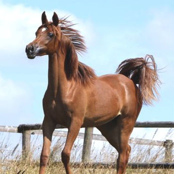 SOLD, Beautiful almost 2-year old Straight Egyptian chestnut filly who traces in the sireline back to the stallion ANSATA HALIM SHAH.