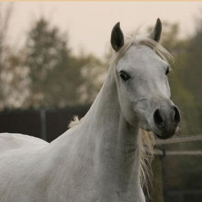BOLD. Straight Egyptian mare, granddaughter of IBN BINT INAS.