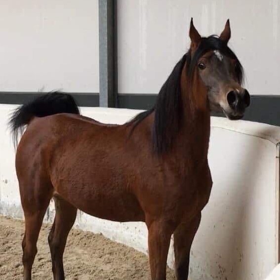 SOLD, Very beautiful and showy granddaughter of SHANGHAI EA!