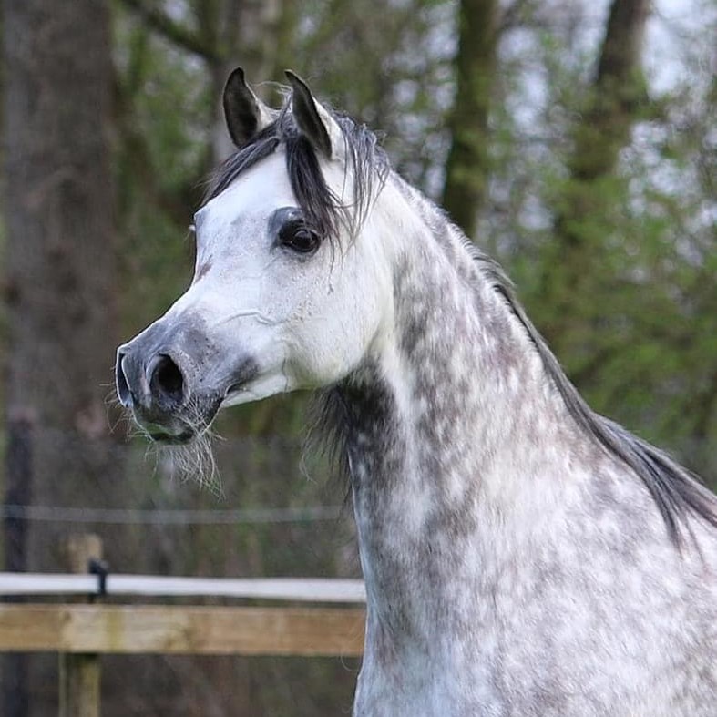 SOLD, Beautiful tall grey Arabian mare by Multi-Champion PSYTADEL out of a WH JUSTICE daughter.