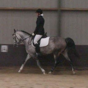 SOLD, 5-year old Arabian mare with a very good disposition, she is also suitable for an amateur or junior.