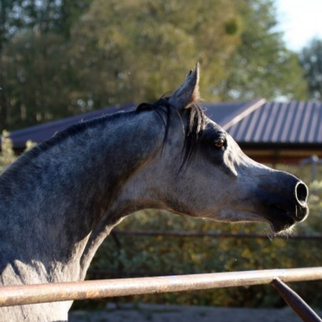 SOLD, Beautiful Arabian mare NIRLA. She has Polish bloodlines and traces in the sire-line back to Platinum World Champion GAZAL AL SHAQAB!