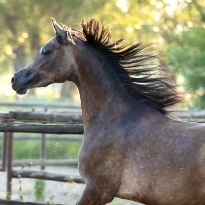 SOLD,
Exquisite Arabian filly that was Class winner and Silver Champion at her very first show, the 2020 international show in Barcelona.