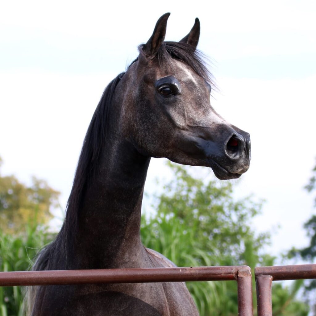 SOLD, A tall great moving Arabian filly by KADAR’S ECHOO