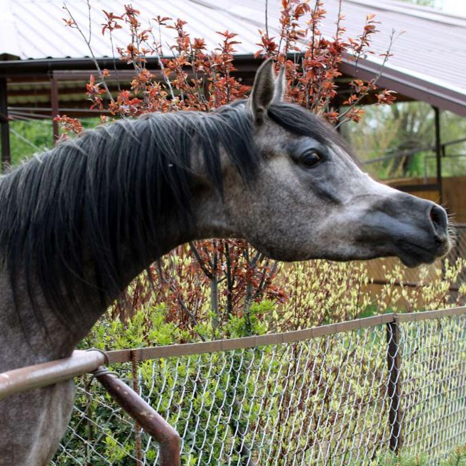 SOLD, Granddaughter of 2011 Junior World Champion, 2014 Senior World Champion and 2018 Platinum World Champion KAHIL AL SHAQAB!
