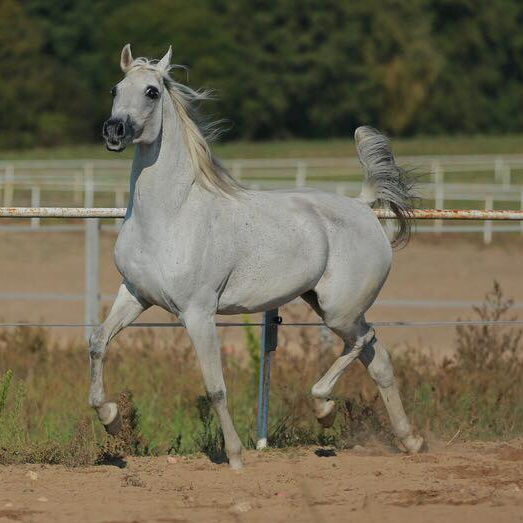 SOLD,
Pure Polish mare by EKSTERN and out of PETLA by VISBADEN.