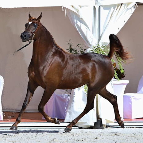 SOLD,
2017 Arabian mare by KANZ ALBIDAYER (AJMAN MONISCIONE x DL MARIELLE)