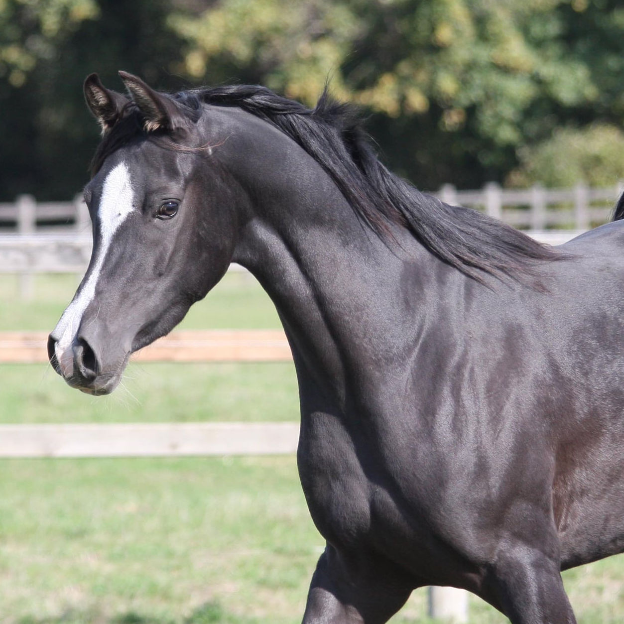 SOLD, Sweet black Arabian mare by Multi-Champion stallion and sire of Champions
