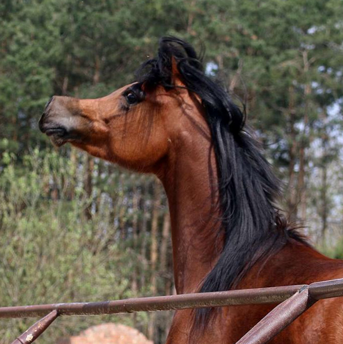 SOLD, 2020 Arabian mare by KANZ ALBIDAYER, who is a son of AJMAN MONISCIONE and the mare DL MARIELLE