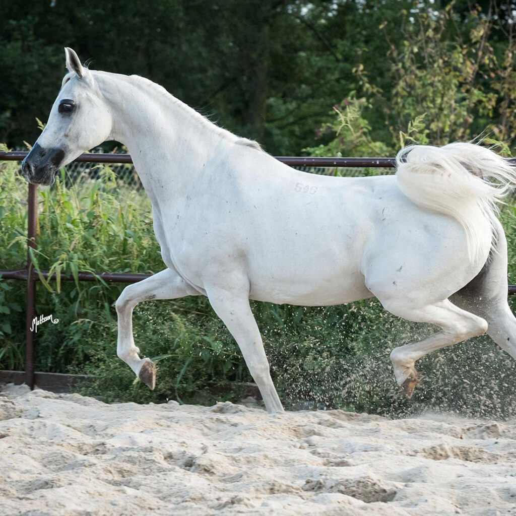 SOLD, Pure Polish mare that is a National Silver Champion mare with the highest score of the show.