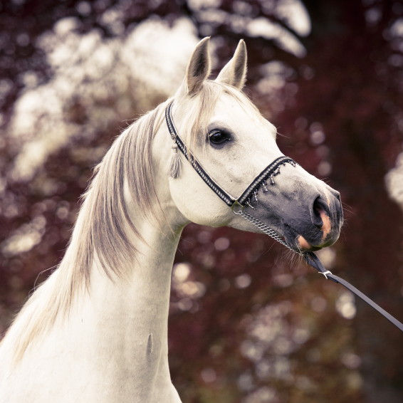 SOLD, Pure Polish mare ZLOTA ORCHIDEA by EMIGRANT