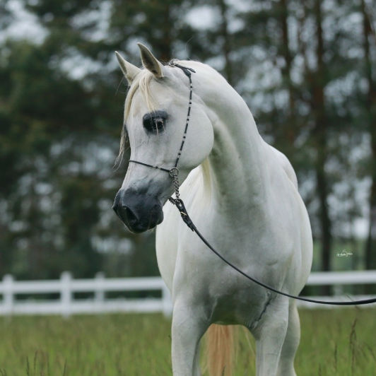 SOLD, Wonderful Arabian mare by the legendary stallion EKSTERN! In the year 2000 EKSTERN was Triple Crown Winner.