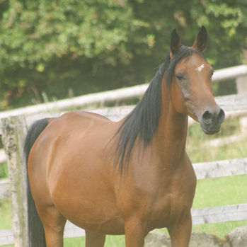 SOLD, 2005 Arabian mare by NABIL BOUZNIKA and out of a daughter of the black stallion SHADDAI.