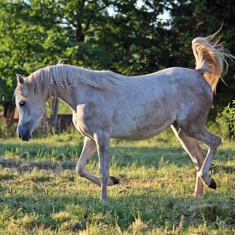 2020 Arabian mare by ZEUS EA (SHANGHAI EA x ESSENCE OF MARWAN E.A. by MARWAN AL SHAQAB), S0074