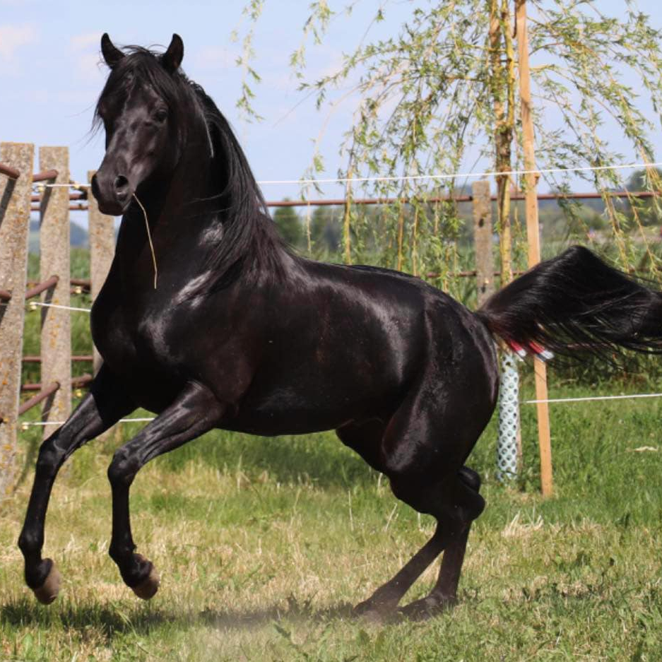 2016 Black Arabian stallion with a good pedigree and good offspring, S0088